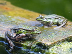 FZ008112 Marsh frogs (Pelophylax ridibundus) on plank.jpg